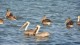 250_rio_lagartos_pelicans