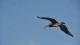 251_pelican
