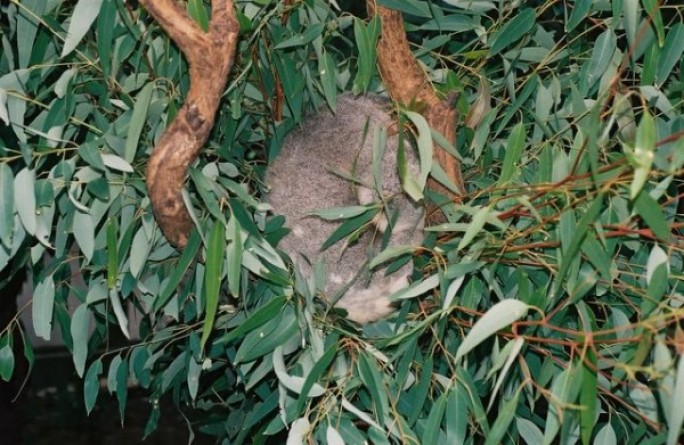koala_australie_nruaux_1