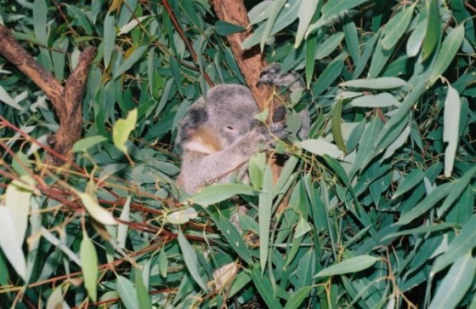 koala_australie_nruaux_3