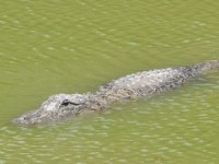 alligator_11