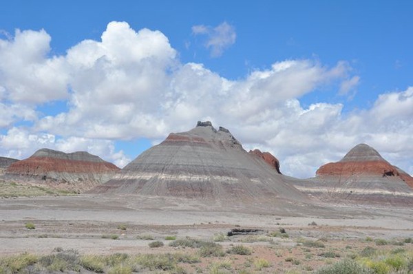petrified_forest
