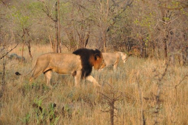 lions_afrique_sud