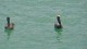 58_pelicans