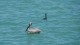 60_pelican_cormoran