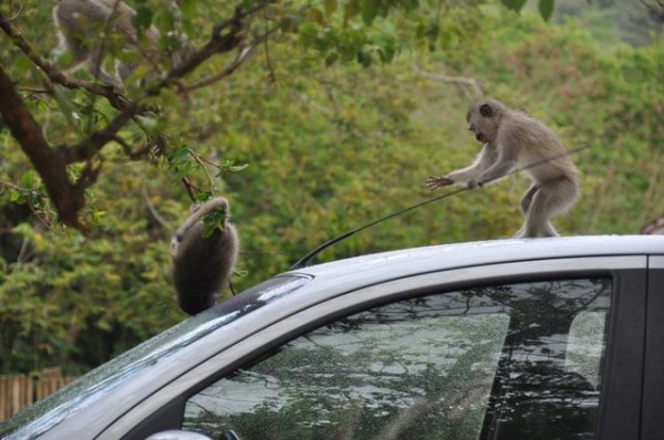singes_bleus_auto