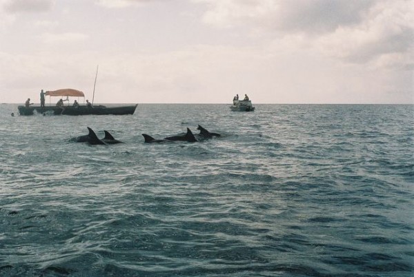 dauphins
