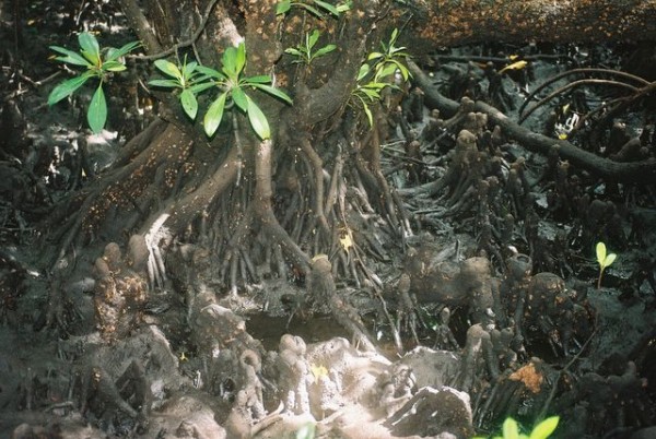 mangrove_1