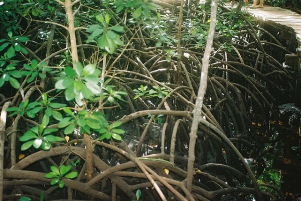 mangrove_2