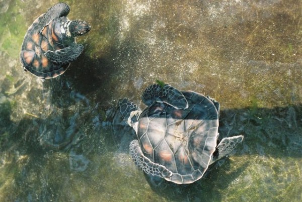 tortues_de_mer_2