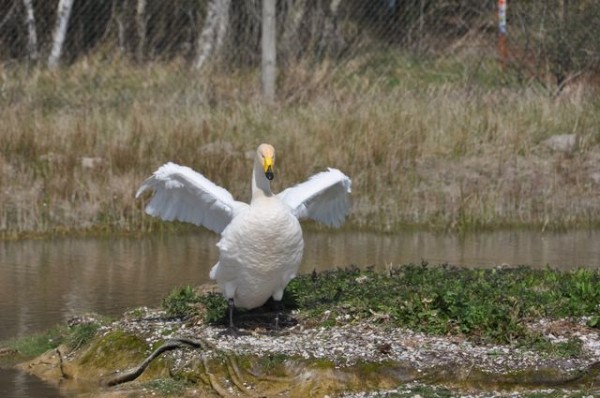 121_cygne
