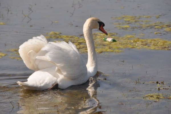 138_cygne_tubercule
