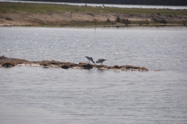 25_avocettes_elegantes