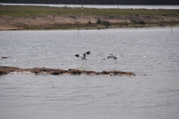 26_envol_avocettes