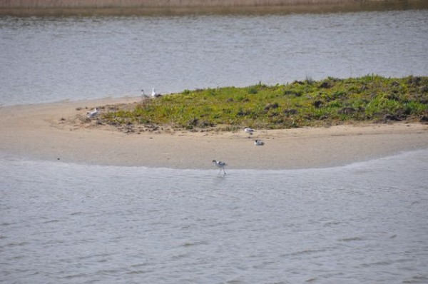 33_avocettes_elegantes