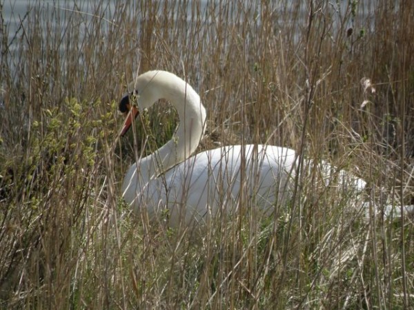 39_cygne_nidification