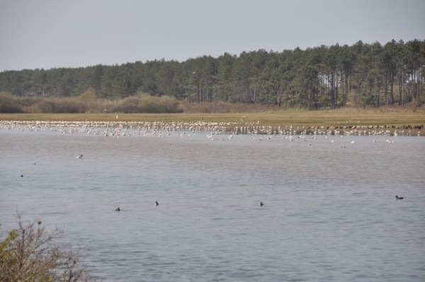 68_parc_marquenterre