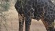 girafe_male_detail