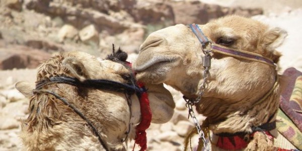 dromadaire_2