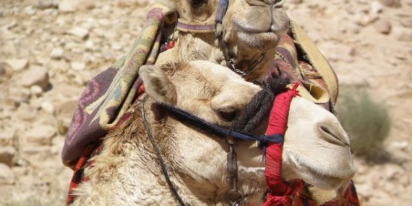 dromadaire_5