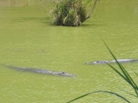26_alligators