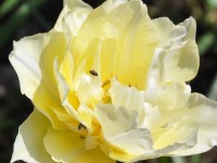 tulipe_insecte
