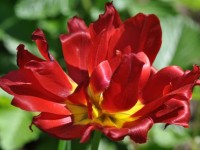 tulipe_maisons_alfort_2