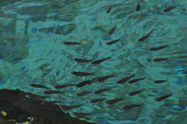 379_tulum_cenote