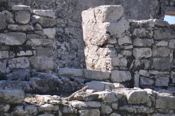 394_tulum_iguane
