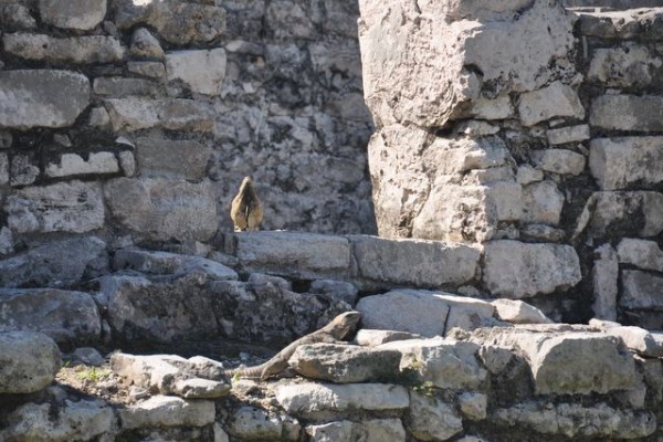 395_tulum_iguane