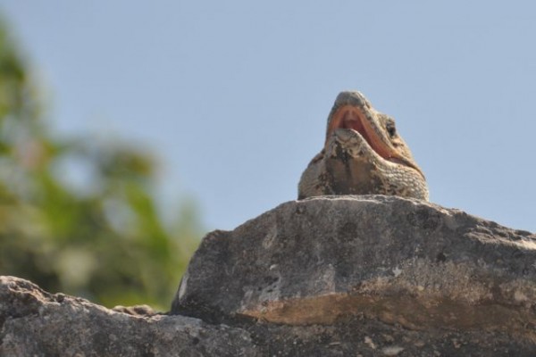 397_tulum_iguane