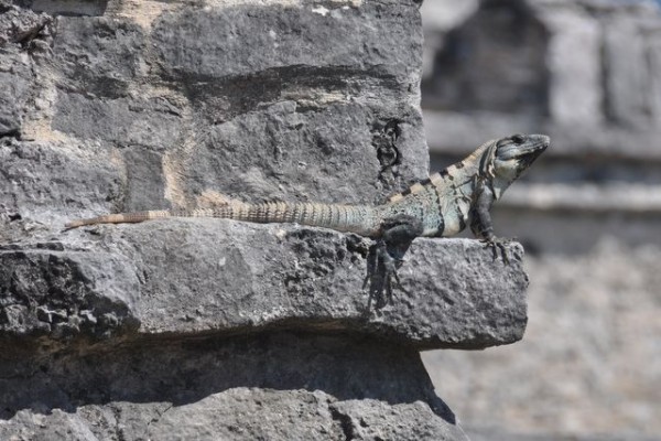 400_tulum_iguane