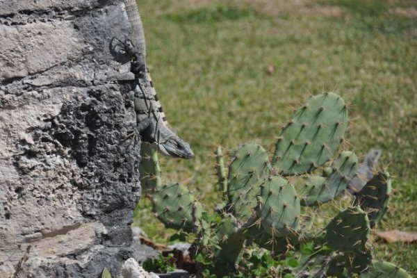 401_tulum_iguane