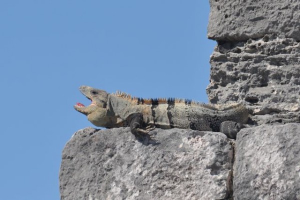 402_tulum_iguane