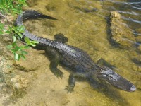alligator_17