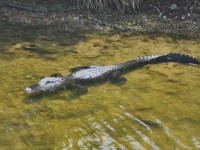 alligator_19