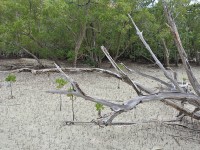178_curieuse_mangrove