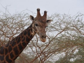 girafe_male