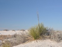 0422_white_sands_yucca