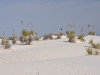 0452_white_sands_yuccas