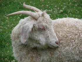 mouton_angora_ferme_hameau_reine_versailles_nruaux