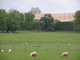 parc_chateau_versailles_moutons_nruaux