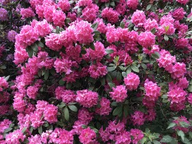 rhododendrons_nruaux_4731