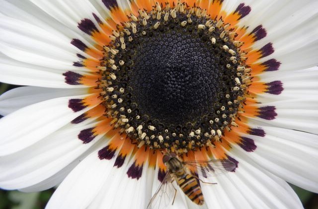 guepe_giverny_nruaux_2