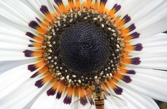 guepe_giverny_nruaux_3