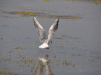 atterrissage_mouette_rieuse