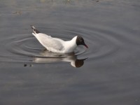 mouette_rieuse
