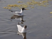 mouettes_rieuses_3