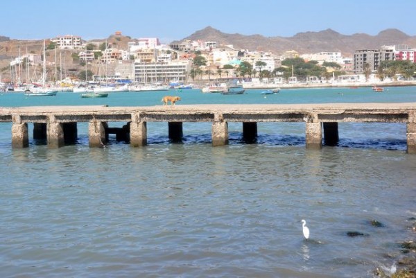 chien_ponton_aigrette