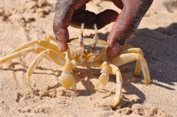 caranguero_11
